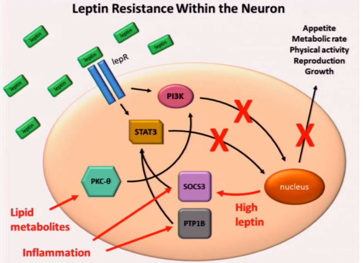 leptin resistans.PNG